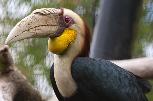 Wreathed hornbill